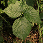 Rubus helgae - Helga-Nadolni-Haselblattbrombeere