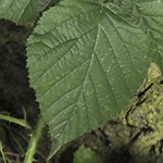 Rubus helgae - Helga-Nadolni-Haselblattbrombeere