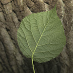 Rubus helgae - Helga-Nadolni-Haselblattbrombeere
