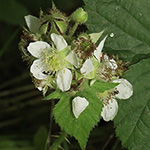 Rubus helgae - Helga-Nadolni-Haselblattbrombeere