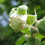 Rubus helgae - Helga-Nadolni-Haselblattbrombeere