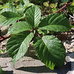 Rubus ignoratus - Unerkannte Brombeere