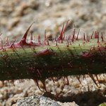 Rubus ignoratus - Unerkannte Brombeere