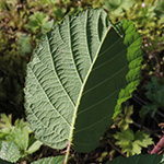 Rubus ignoratus - Unerkannte Brombeere