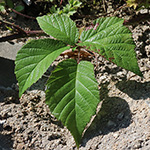 Rubus ignoratus - Unerkannte Brombeere