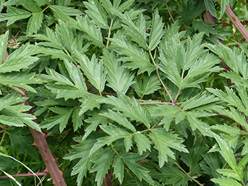Rubus laciniatus