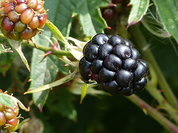 Rubus laciniatus