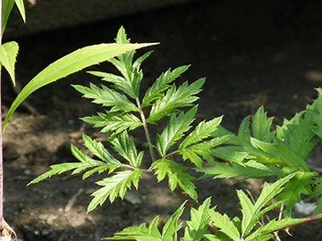 Rubus laciniatus