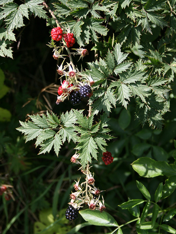 Rubus laciniatus