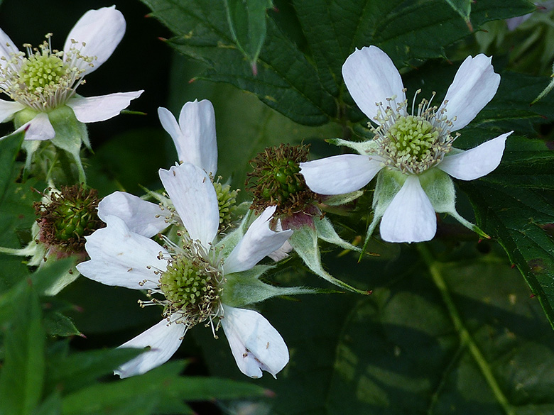 Rubus laciniatus