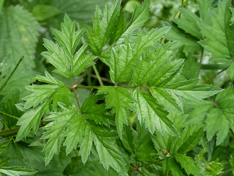 Rubus laciniatus