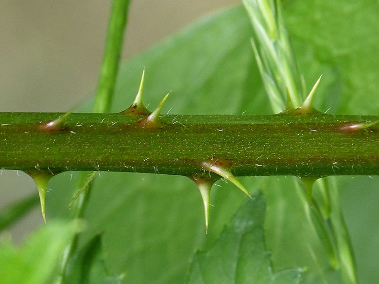 Rubus laciniatus