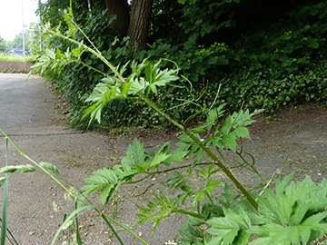 Rubus laciniatus