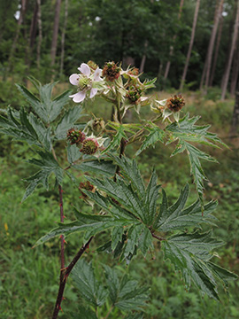 Rubus laciniatus