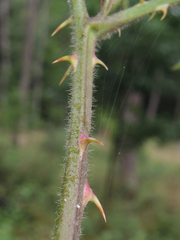 Rubus laciniatus