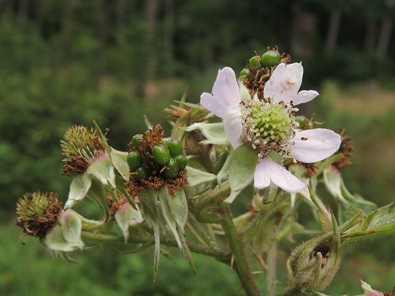 Rubus laciniatus