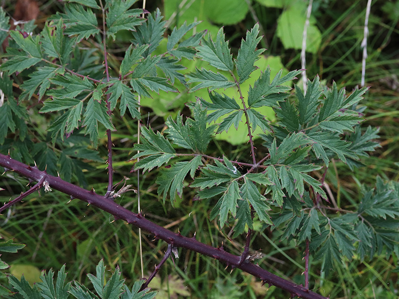 Rubus laciniatus