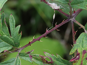 Rubus laciniatus