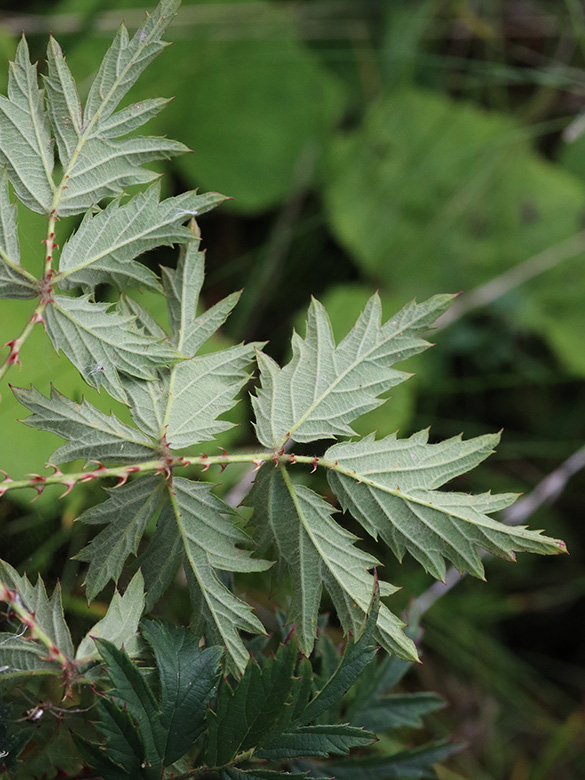 Rubus laciniatus
