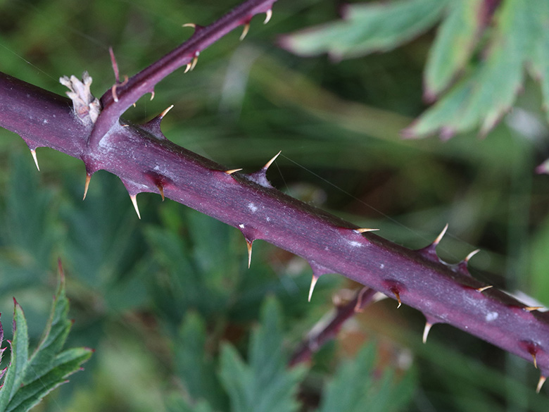Rubus laciniatus