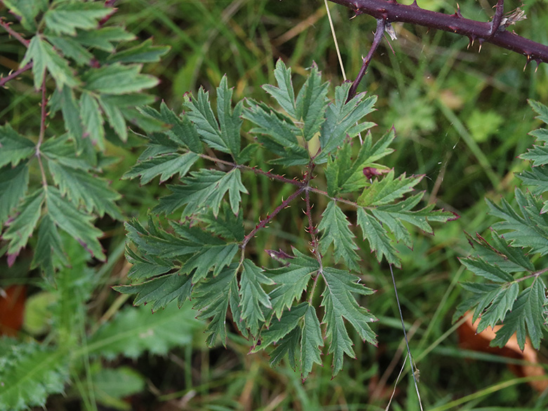 Rubus laciniatus