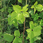 Rubus langankianus - Langankis Brombeere