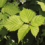 Rubus langankianus - Langankis Brombeere