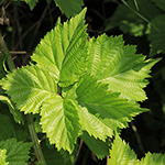Rubus langankianus - Langankis Brombeere