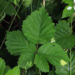 Rubus langankianus - Langankis Brombeere