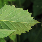 Rubus langankianus - Langankis Brombeere
