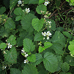 Rubus langankianus - Langankis Brombeere