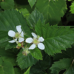 Rubus langankianus - Langankis Brombeere