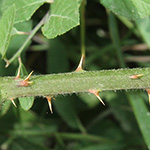 Rubus macrophyllus - Großblättrige Brombeere