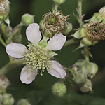 Rubus macrophyllus - Großblättrige Brombeere