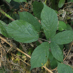 Rubus macrophyllus - Großblättrige Brombeere