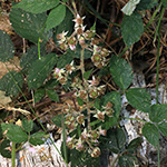 Rubus macrophyllus - Großblättrige Brombeere