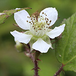 Rubus meierottii - Lenz-Meierott-Brombeere