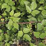 Rubus meierottii - Lenz-Meierott-Brombeere