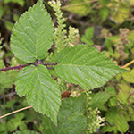 Rubus meierottii - Lenz-Meierott-Brombeere