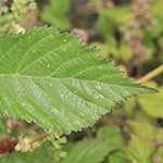 Rubus meierottii - Lenz-Meierott-Brombeere