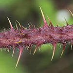 Rubus meierottii - Lenz-Meierott-Brombeere