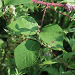 Rubus meierottii - Lenz-Meierott-Brombeere
