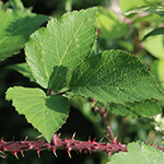 Rubus meierottii - Lenz-Meierott-Brombeere