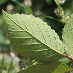 Rubus meierottii - Lenz-Meierott-Brombeere