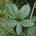 Rubus montanus - Mittelgebirgs-Brombeere
