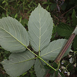 Rubus montanus - Mittelgebirgs-Brombeere