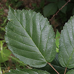 Rubus montanus - Mittelgebirgs-Brombeere