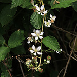 Rubus montanus - Mittelgebirgs-Brombeere