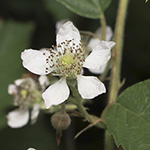 Rubus montanus - Mittelgebirgs-Brombeere