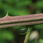 Rubus montanus - Mittelgebirgs-Brombeere